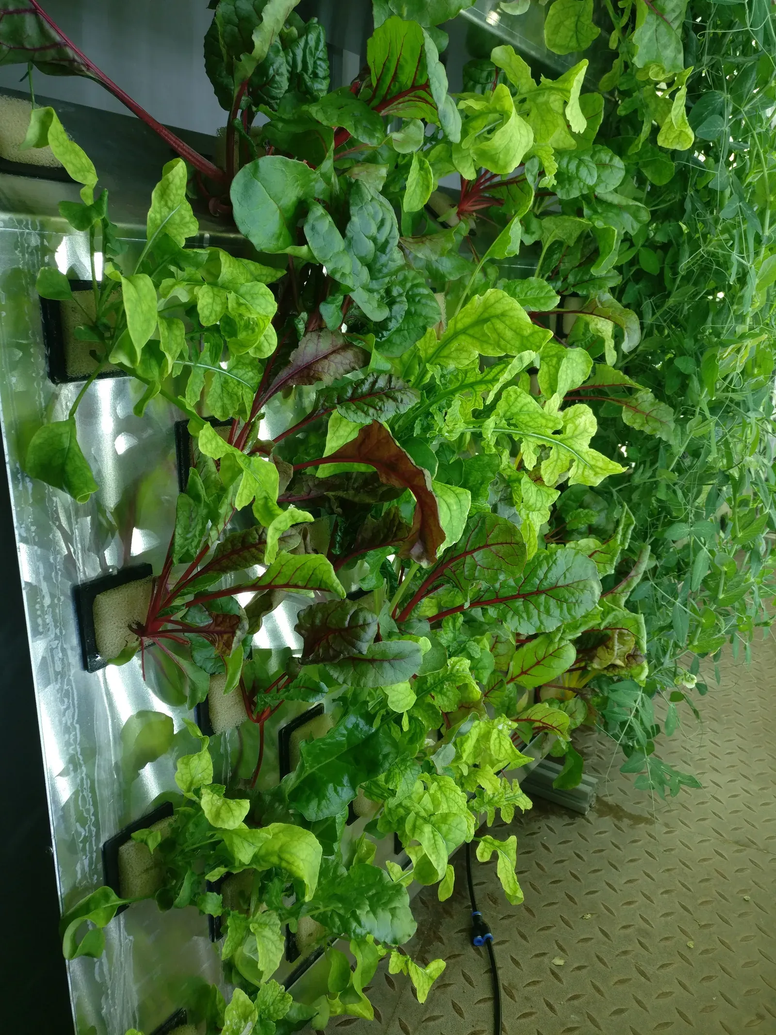 Plants in the upper section