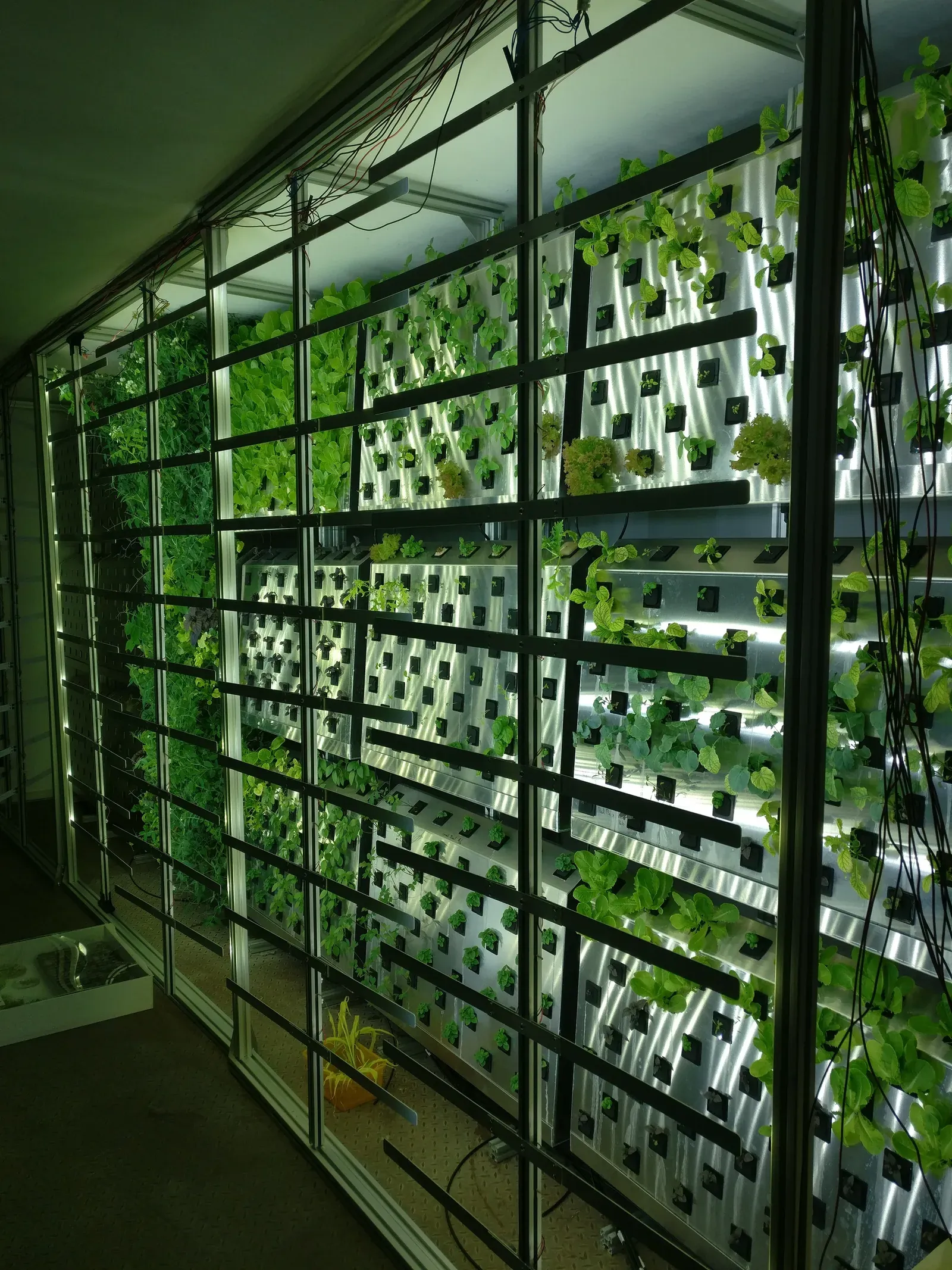 Plants in the upper section