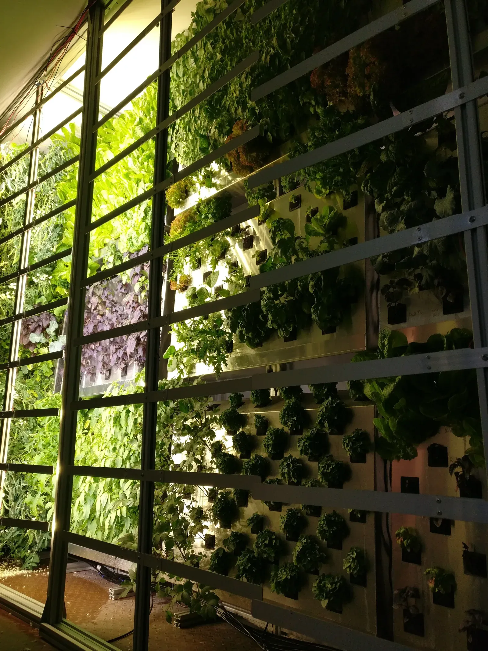 A row of plants growing vertically