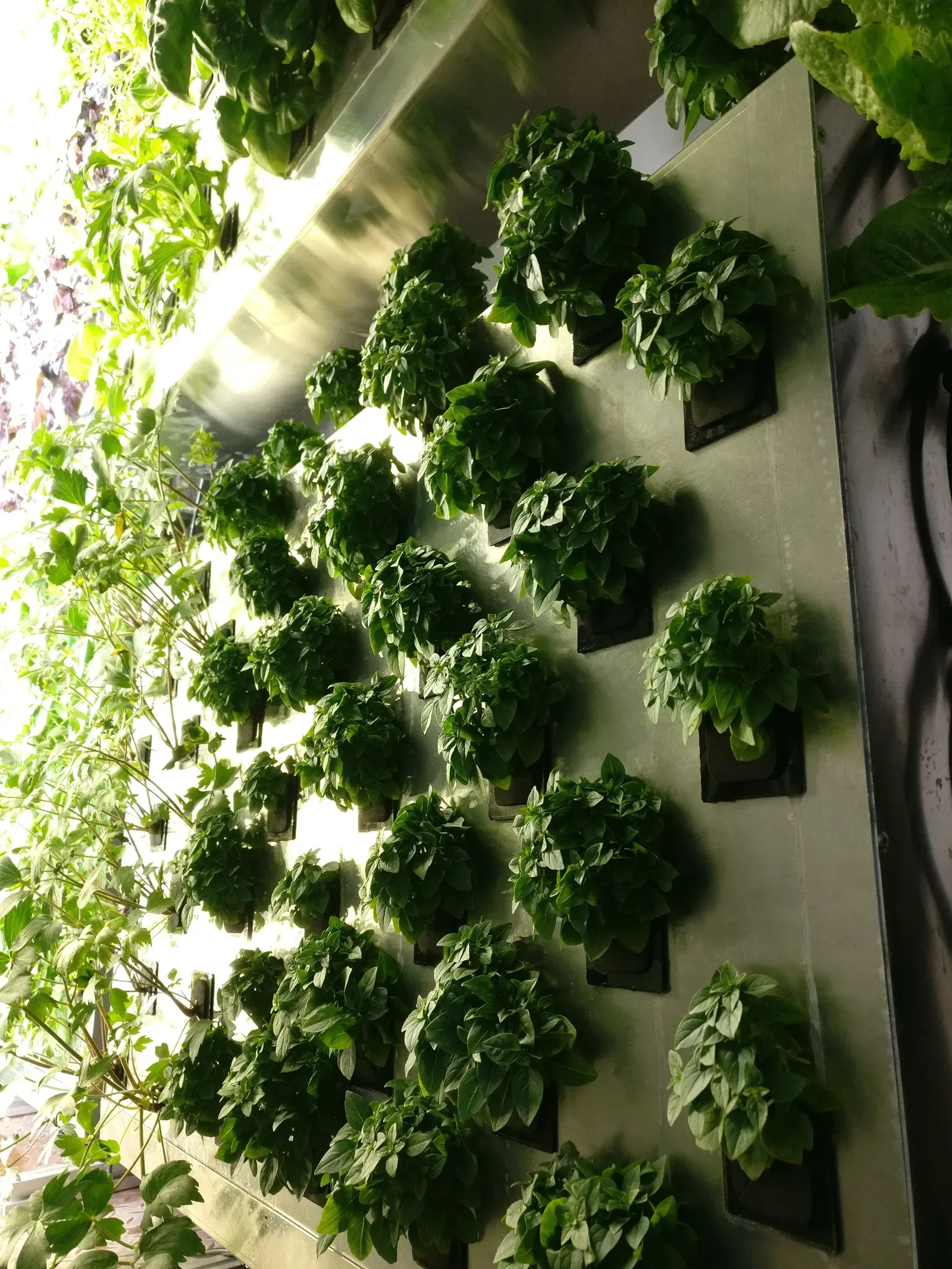 A row of plants growing vertically